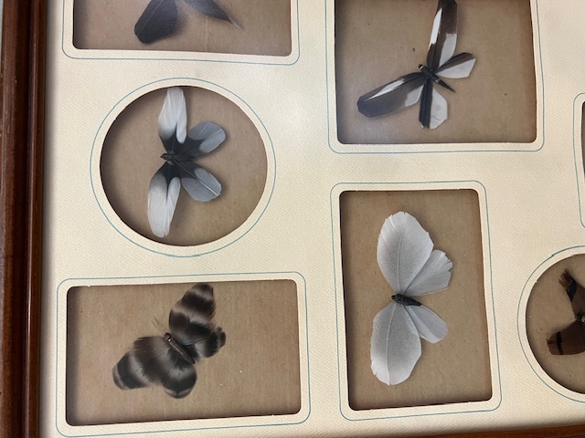 Picture of the butterflies made from bird feathers