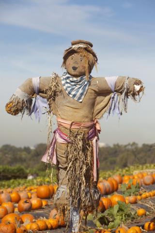  Scarecrow Fun