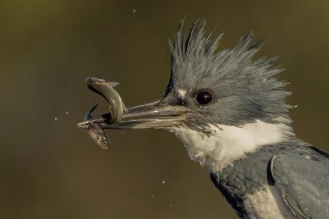 Belted Kingfisher photograph taken by G. Bodker