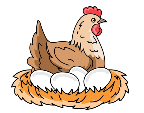 Chicken sitting on eggs