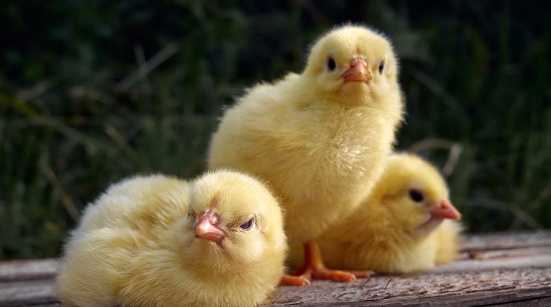 Little Chicks